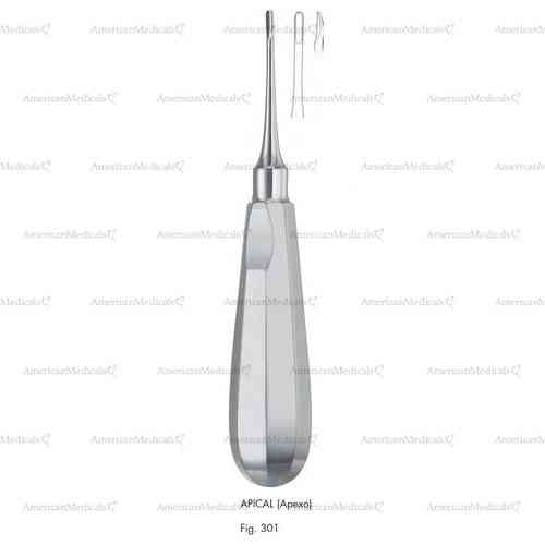 apical (apexo) root elevator, fig. 301